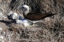 This is a male brown footed boobie keeping an eye on his chick.  Most boobie families we saw had only one chick.
