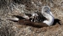 This pretty lady is a blue footed boobie sitting on her nest.