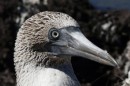 It is difficult to tell tha male and female blue footed boobie apart.  There is a difference in the shape of the iris and the voice.  This bird as a fuzzy iris but I can