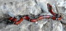 We came across a couple of small red coral snakes.  They are quite pretty and are not poisonous.