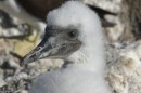This is a brown footed boobie chick.