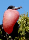 Yup, this is one randy frigate bird!  When a female flies overhead he throws his head back and snaps his beak like a a woodpecker.