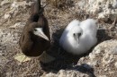 A mother and child brown footed boobie.  They are pretty passive but when I tried to pass her some grass she bit my finger!