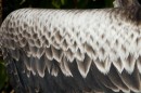 This beautiful feather pattern is from the wing of a juvenile frigate bird.  Eventually the back of the wings turn black.
