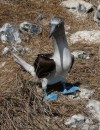 This bllue footed boobie waddled over and had a good look at me.  Their awkward walk, with feet thrown high in the air, is pretty hilarious!