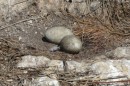 These are the eggs of a blue footed boobie family.  There were lots of eggs but very few chicks.  We learned they hatch later than the brown footed boobies.