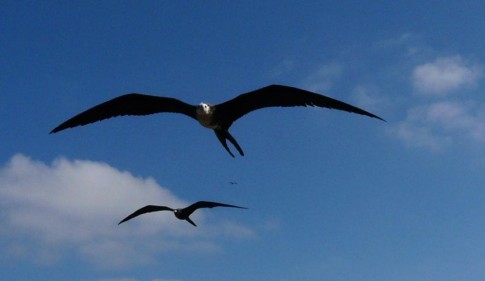 All around the island the graceful frigate birds soar on the updrafts that rise along  the cliffs.