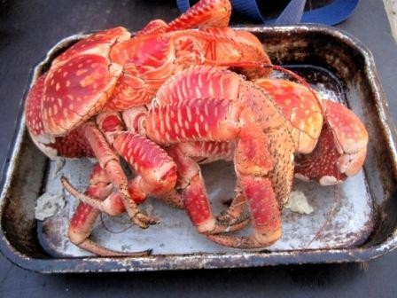 A giant cocconut grab boiled up for dinner.  These nocturnal crabs can weigh up to 10 lbs!