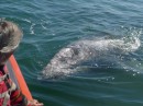 A gray whale calf approaches our boat.