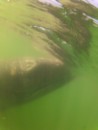 Gray whale calf approaching our skiff. Glen took this photo with the GoPro.