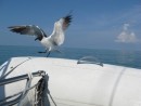 This gull casually landed on our dink as though it had been there many times before . . .