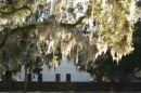 Spanish Moss in the late afternoon sunlight.