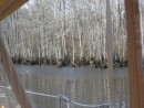 Cyprus swamps abound on this stretch of the ICW just South of Myrtle Beach.