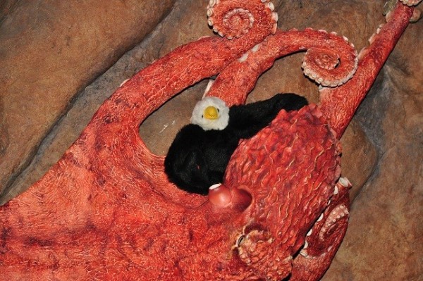 The octopus that Tom & Jeanne caught was` this big!!