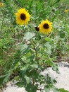 Sunflower (Helianthus annuus) Bayland Marina