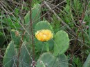 Prickly pear cactus (Opuntia sp.) Bayland Marina
