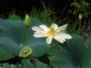 American Lotus (Nelumbo lutea) Millwood Lake Arkansas