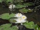 American White Water Lily (Nymphaea odorata) Millwood Lake Arkansas