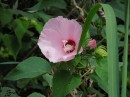Crimsoneyed rose mallow (with pink petals) (Hibiscus moscheutos) Millwood Lake Arkansas