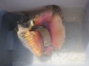 Conch harvested, Flamingo Cay