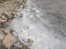 Salt, crystalizing along the rocks at the salt pond in Duncan Town
