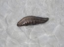 Sea slug