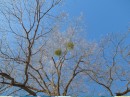 December 26, the sun is back out and shining on the ice on the oak tree. The green stuff is mistletoe.