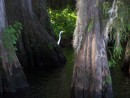 An egret among the cypress where we stopped to fish