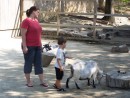Jamie and Adler petting goats at the Caldwell Zoo in Tyler, Texas
