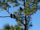Birds : Warming in the morning sun; I think they are vultures.