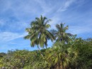Coconut palms at The Ship Yard Beach