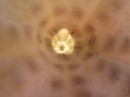 Looking through my sand dollar to the tiny holes in the center of the top