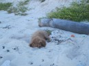 Fuzzy taking his power nap on the beach.