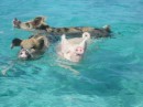 Pigs swimming off the beach at Big Major