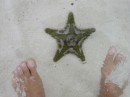 A starfish at my feet in the shallows at Shark Creek.