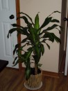 His tropical plant "Planty".