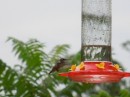 A hummingbird approaches the feeder.