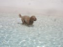 Fuzzy samples the water