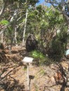 A huge termite mound along the nature trail on Stocking Island