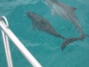 Dolphins on Little Bahama Bank Seem to Say Good-Bye. Bud Took this Photo from the Bow.