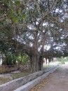 Banyan Tree Rock Sound, Eleuthera