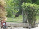 Goat in Yard, Man-O-War Cay