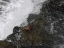 A duck feeds in the rapids at Three Sisters Islands, about a third of a mile above the Horseshoe Falls.