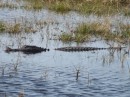 The alligator at San Bernard National Wildlife Refuge.