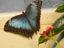 Another beautiful butterfly.