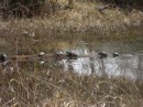 6 turtles on a log.