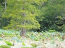 Lilies, lotus and cypress on Mercer Bayou.