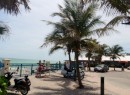 Palm trees at Vero Beach.