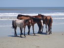The wild horses have been standing on the beach for about an hour.