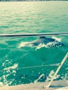 Dolphin swimming with us in the Gulf of Mexico.